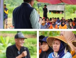Sekda Kabupaten Tasikmalaya Panen Padi Organik Bersama Petani Di Cipatujah