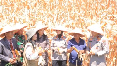 Kapolda Sumut Irjen Pol. Whisnu Hermawan Panen Jagung Program Ketahanan Pangan di Kabupaten Samosir