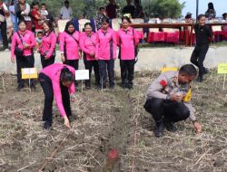 Dukung Ketahanan Pangan, Polres Toba Tanam Jagung di Lahan Binaan Kapolres Seluas 5 Hektar