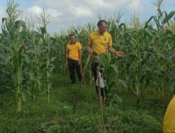 Kapolsek Marga Pimpin Personil Melaksanakan Perawatan Tanaman Jagung