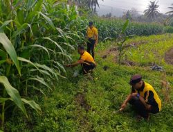 Kapolsek Selemadeg Barat Pimpin Perawatan Tanaman Jagung Usia 2 Bulan di Desa Selabih