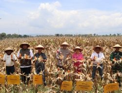 Polres Toba Gelar Panen Raya Jagung Serentak Kuartal III di Desa Matio Balige