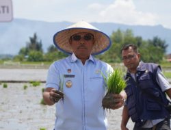 Tanam Padi Bersama di Hatulian, Wakil Bupati Toba Minta Penyuluh Serius Beri Perhatian