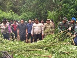 Polres Tanah Karo Bongkar Ladang Ganja di Perbukitan Pancur Batu, 400 Batang Tanaman Dimusnahkan