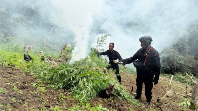 Satuan Brimob Polda Sumut Musnahkan 10 Hektar Ladang Ganja di Perbukitan Mandailing Natal
