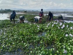 Satgas Kodim 0210/TU Kabupaten Toba Kembali Bersihkan Eceng Gondok di Sepanjang Danau Toba 