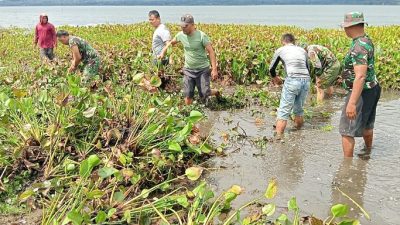 Kodim 0210/TU Terus Gencar Laksanakan Aksi Pembersihan Eceng Gondok di Danau Toba 