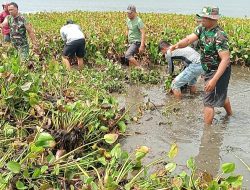 Personil Kodim 0210/TU Bersama Warga Turun Bersinergi Bersihkan Eceng Gondok di Danau Toba 
