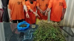 Empat Pria Diciduk Unit 1 Satnarkoba Polres Karo, 75 Batang Ganja Ditemukan di Perladangan Karo