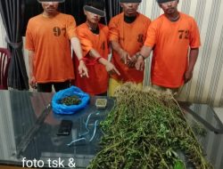 Empat Pria Diciduk Unit 1 Satnarkoba Polres Karo, 75 Batang Ganja Ditemukan di Perladangan Karo