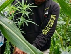 Petani Ganja di Dairi Diciduk, Sembunyikan Tanaman Terlarang di Ladang Jagung