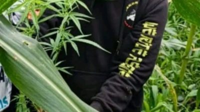 Petani Ganja di Dairi Diciduk, Sembunyikan Tanaman Terlarang di Ladang Jagung