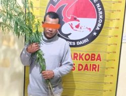 Terbongkar! Ladang Jagung Disulap Jadi Kebun Ganja, Pria 33 Tahun di Dairi Diringkus Aparat Gabungan