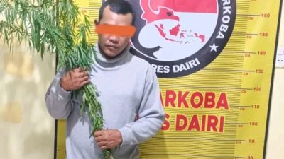 Terbongkar! Ladang Jagung Disulap Jadi Kebun Ganja, Pria 33 Tahun di Dairi Diringkus Aparat Gabungan