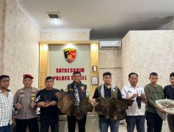 Perdagangan Ilegal Satwa Dilindungi Digagalkan di Sipirok, Polisi Amankan Sisik Trenggiling hingga Kulit Kijang