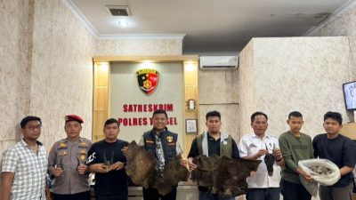 Perdagangan Ilegal Satwa Dilindungi Digagalkan di Sipirok, Polisi Amankan Sisik Trenggiling hingga Kulit Kijang