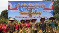 Sinergi Polri dan Masyarakat, Polres Humbahas Panen Jagung Serentak
