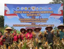 Sinergi Polri dan Masyarakat, Polres Humbahas Panen Jagung Serentak