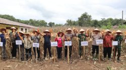 AKBP V.J Parapaga : Panen Raya Jagung Bukti Kolaborasi Polres Toba, Pemkab dan Petani Dukung Swasembada Pangan di Kabupaten Toba