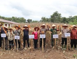 AKBP V.J Parapaga : Panen Raya Jagung Bukti Kolaborasi Polres Toba, Pemkab dan Petani Dukung Swasembada Pangan di Kabupaten Toba