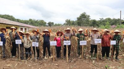 AKBP V.J Parapaga : Panen Raya Jagung Bukti Kolaborasi Polres Toba, Pemkab dan Petani Dukung Swasembada Pangan di Kabupaten Toba