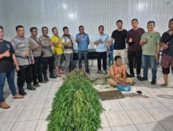 Tanam Ganja di Balik Tembok, Pria di Tanjung Morawa Diciduk Polisi! 40 Batang Setinggi 2 Meter Disita
