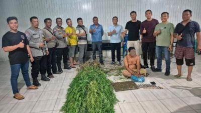 Tanam Ganja di Balik Tembok, Pria di Tanjung Morawa Diciduk Polisi! 40 Batang Setinggi 2 Meter Disita