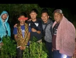 Saat Duda Lain Cari Jodoh, Duda di Sumbul Ini Malah Sibuk Tanam Ganja
