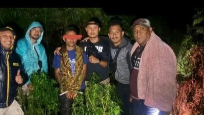 Saat Duda Lain Cari Jodoh, Duda di Sumbul Ini Malah Sibuk Tanam Ganja