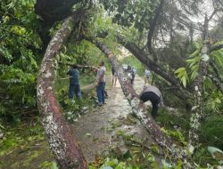 Kapolsek Silaen Bersama Personel dan Warga Respon Cepat Bersihkan Jalan Akibat Pohon Tumbang 