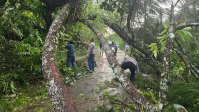 Kapolsek Silaen Bersama Personel dan Warga Respon Cepat Bersihkan Jalan Akibat Pohon Tumbang 