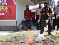 Polres Dairi Kirim Pesan Keras ke Pengedar Narkoba Lewat Pemusnahan Barang Bukti Ganja