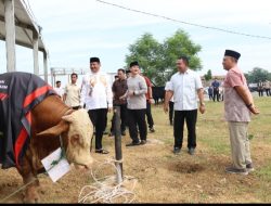 Polda Sumut Sembelih 31 Ekor Sapi di Hari Raya Idul Adha & Dibagikan dalam 4.976 Paket, Sapi Kurban Kapolda Berbobot 1 Ton