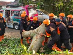 Pohon Tumbang Tutup Akses Jalan, Brimob Sumut Bergerak Cepat Bantu Warga Pematangsiantar