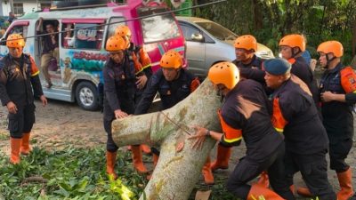 Pohon Tumbang Tutup Akses Jalan, Brimob Sumut Bergerak Cepat Bantu Warga Pematangsiantar