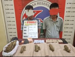 Satres Narkoba Polres Padang Lawas Tangkap Dua Terduga Pengedar Ganja, Ratusan Gram Barang Bukti Disita