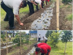 Dukung Ketahanan Pangan, Rutan Sidikalang Sulap Lahan SAE Jadi Kebun Bawang Merah Produktif