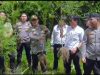 Barak Narkoba Kembali Digerebek, Polisi Temukan Ladang Ganja Tersembunyi di Perladangan Sukatendel