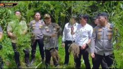 Barak Narkoba Kembali Digerebek, Polisi Temukan Ladang Ganja Tersembunyi di Perladangan Sukatendel