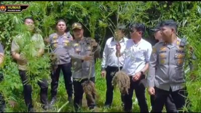 Barak Narkoba Kembali Digerebek, Polisi Temukan Ladang Ganja Tersembunyi di Perladangan Sukatendel