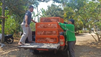 Perkuat Ketahanan Pangan dan Kemandirian Peternak, Pemdaprov Jabar Salurkan Bantuan ke KBB
