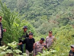 Berawal dari Informasi Warga, Polisi Langkat Ungkap 11 Batang Ganja di Perladangan