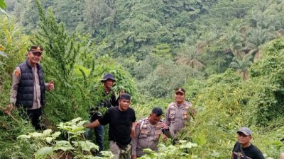 Berawal dari Informasi Warga, Polisi Langkat Ungkap 11 Batang Ganja di Perladangan