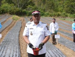 Bupati Toba Dorong Evaluasi dan Penguatan Budidaya Bawang Putih
