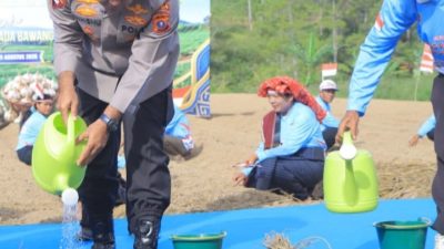 Kapolda Sumut Pimpin Penanaman Bawang Putih Serentak di Samosir, Dukung Percepatan Swasembada Pangan