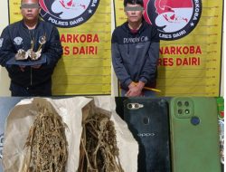 Kurir dan Pengedar Ganja di Bintang Mersada Berhasil Dibekuk Polres Dairi