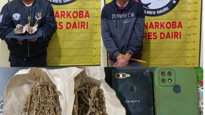 Kurir dan Pengedar Ganja di Bintang Mersada Berhasil Dibekuk Polres Dairi