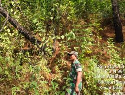 Cegah Karhutla, Koramil 17/Balige Gelar Patroli Rutin Lahan Rawan Kebakaran