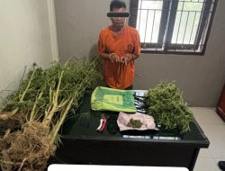 Terlibat Laka Lantas, Pria 69 Tahun Kedapatan Bawa Ganja, Polres Karo Kembangkan ke Ladangnya