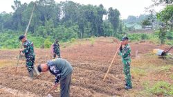 Dukung Ketahanan Pangan, Satgas TMMD ke-130 Lakukan Penanaman Jagung di Lahan 1 Hektare